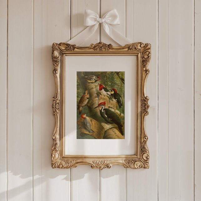 Affiche Oiseaux nord-américains | Tzel Gustav Mü (Créateur téléchargé)