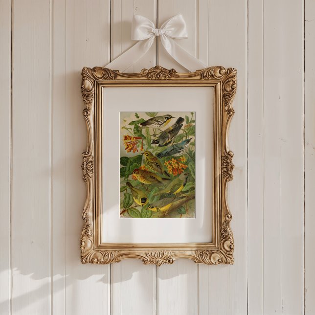 Affiche Oiseaux nord-américains | Tzel Gustav Mü (Créateur téléchargé)