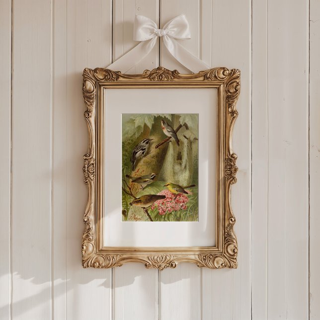 Affiche Oiseaux nord-américains | Tzel Gustav Mü (Créateur téléchargé)