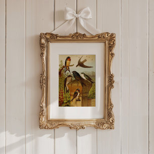 Affiche Oiseaux nord-américains   Tzel Gustav Mü