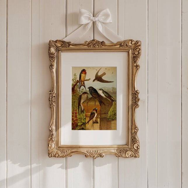 Affiche Oiseaux nord-américains | Tzel Gustav Mü (Créateur téléchargé)