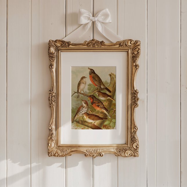 Affiche Oiseaux nord-américains | Tzel Gustav Mü (Créateur téléchargé)