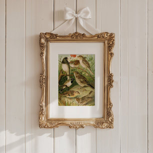 Affiche Oiseaux nord-américains Tzel Gustav Mü