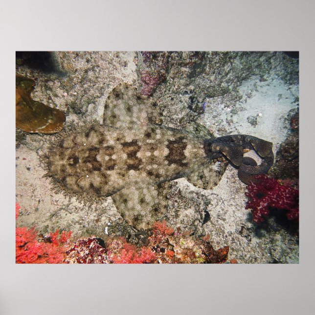 Affiche Oiseaux OEil d'un Wobbegong (Devant)