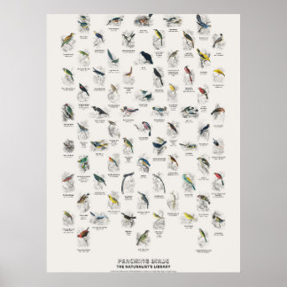 Affiche Oiseaux perchés - Bibliothèque du naturaliste