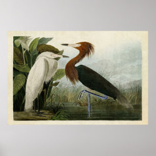 Affiche Oiseaux pipe% pourpres du héron   du plat 256 % de