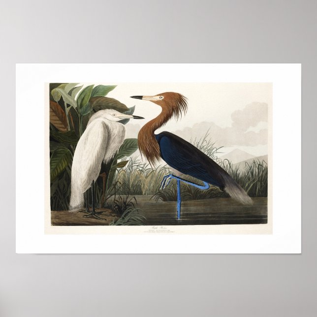 Affiche Oiseaux sauvages d'Audubon, à Heron violet (Devant)