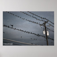 Oiseaux sur fil
