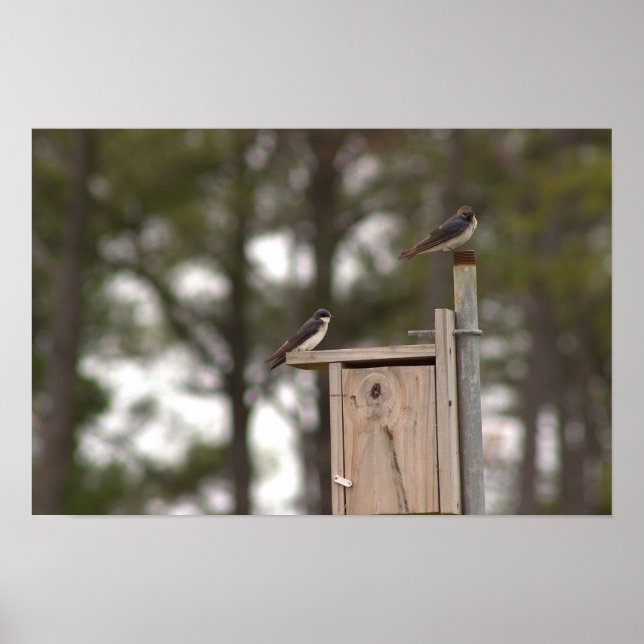 Affiche Oiseaux sur Niche à Oiseaux (Devant)