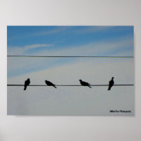 Oiseaux sur un fil