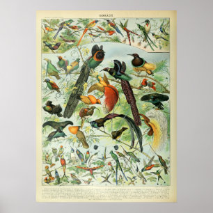 Affiche Oiseaux tropicaux Antique Imprimer Carte Vintage
