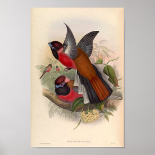 Affiche Oiseaux vintages D'Asie Harpactes Diardi