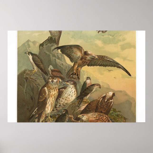 Affiche Oiseaux vintages de proie Imprimer l'affiche (Devant)