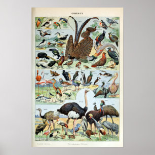 Affiche Oiseaux vintages du monde