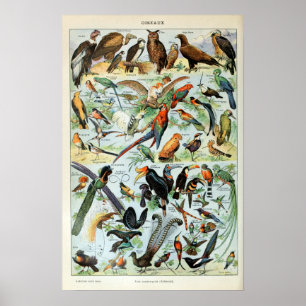 Affiche Oiseaux vintages du monde