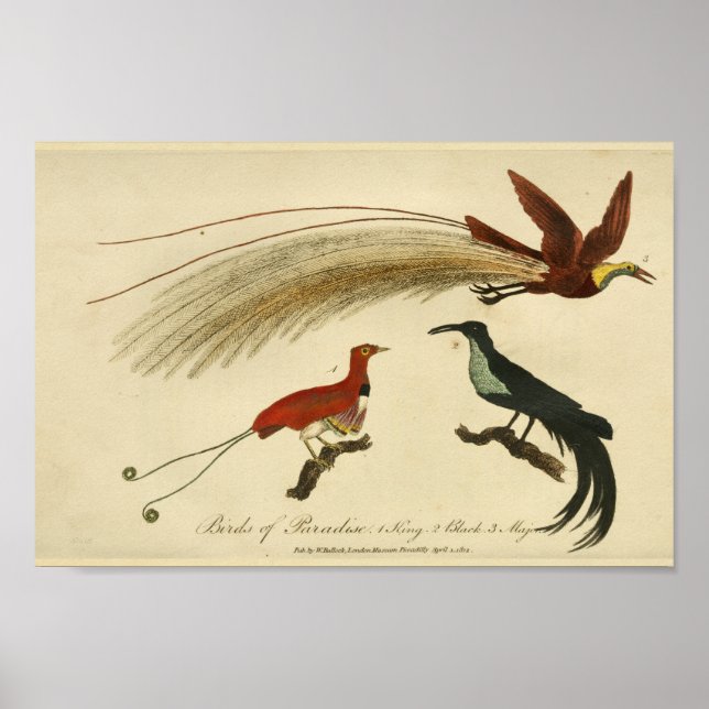 Affiche Oiseaux vintages du Paradis Histoire naturelle Imp (Devant)