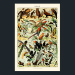 Affiche Oiseaux vintages par Adolphe Millot<br><div class="desc">Il s'agit d'une numériquement impression améliorée d'illustrations antiques de divers oiseaux par Adolphe Millot.</div>