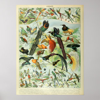 Affiche Oiseaux vintages Vieux livre Illustration Art
