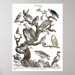 Affiche Oiseaux vintages Vieux livre Illustration Art