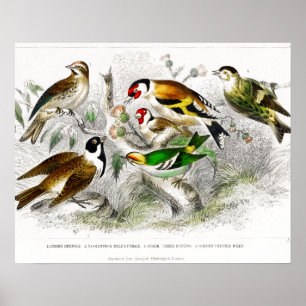 Affiche Oiseaux vintages Vieux livre Illustration Art