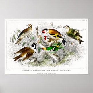 Affiche Oiseaux vintages Vieux livre Illustration Art