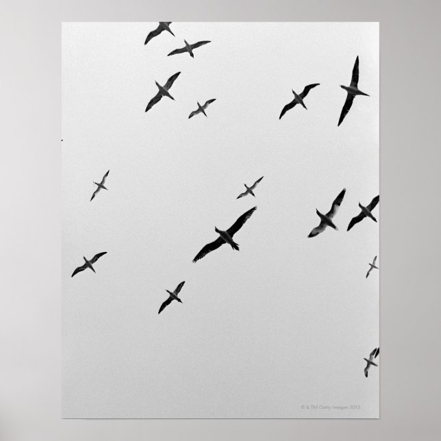 Affiche Oiseaux volant (Devant)