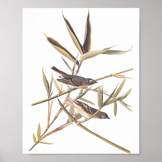 Affiche Oiseaux volants Vireo solitaire d'Audubon sur la c (Devant)