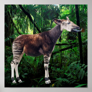 Affiche Okapi