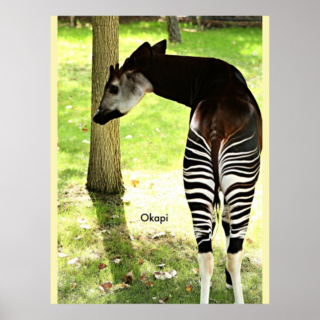 Affiche Okapi, Angola, Afrique (Devant)