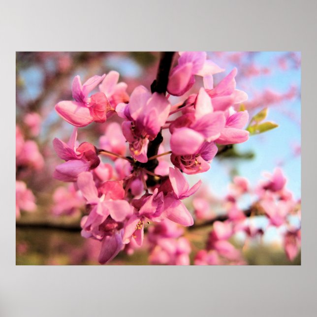 Affiche Oklahoma Redbud Print (Devant)