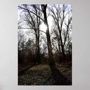 Affiche Old Tree , Winter Sun