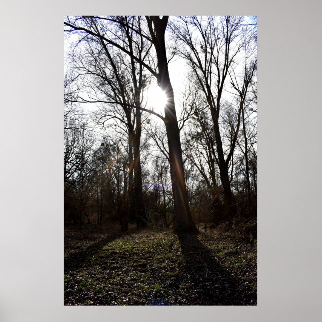 Affiche Old Tree , Winter Sun (Devant)