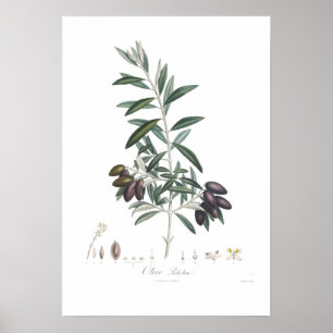 Affiche Olive, Olea europaea