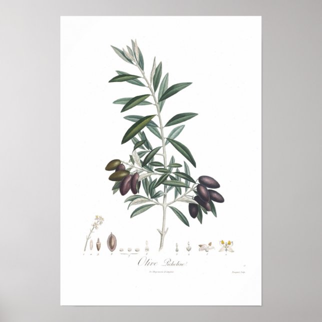 Affiche Olive, Olea europaea (Devant)