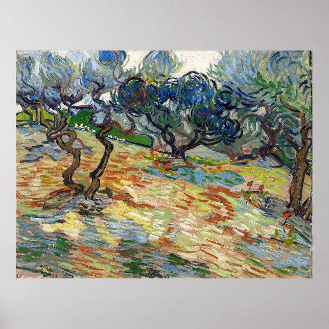 Affiche Olive Trees par Vincent Van Gogh (Devant)