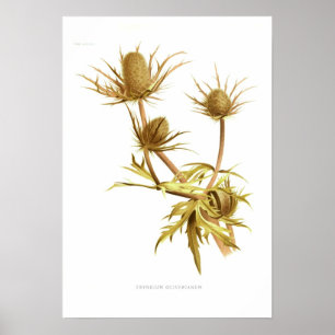 Affiche Oliverianum d'Eryngium