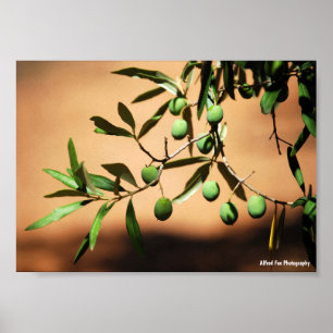 Affiche Olives vertes sur une branche