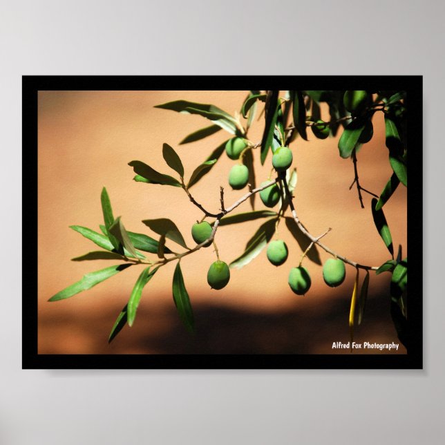 Affiche Olives vertes sur une branche (Devant)