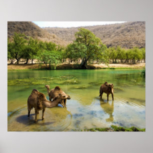 Affiche Oman, Wadi darbat