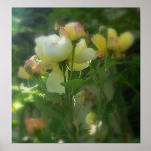 Affiche Ombragé (Devant)