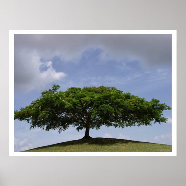 Affiche ombrage (Devant)