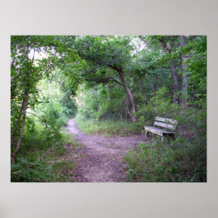 Affiche Ombre d'après-midi dans la forêt