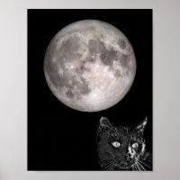 Ombre de chat noir