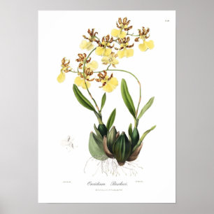 Affiche Oncidium Barkeri