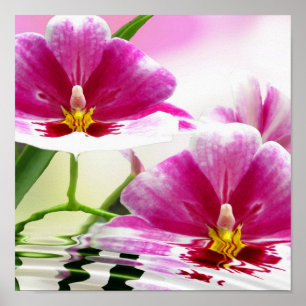 Affiche Ondulation d'Orchide