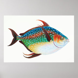 Affiche Opah, illustration de poisson, Edward Donovan,
