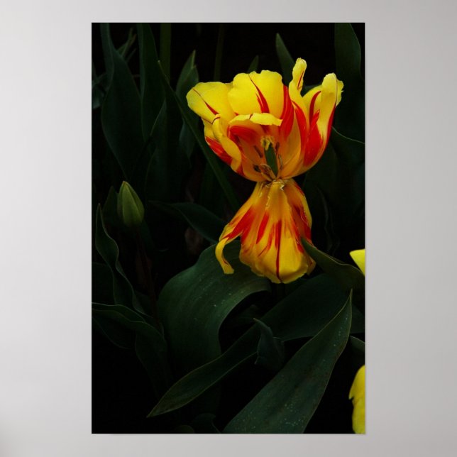 Affiche Open Wide (Devant)