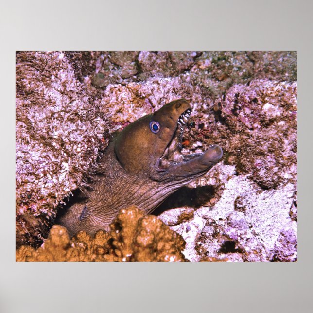 Affiche Open Wide (Devant)