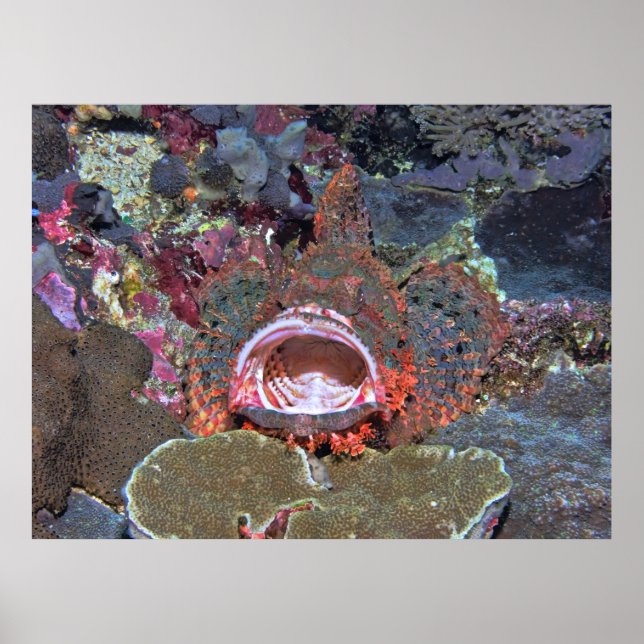 Affiche Open Wide (Devant)