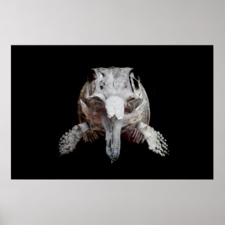 Affiche Ophthalmosaurus